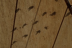 0771 Wildlife Habitat Port Douglas